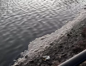 Tuzla Sulak Alanı’nda Kirlilik Tedirginliği: Flamingolar Tehdit Altında