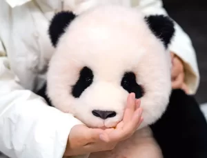 Üç Boyutlu Panda Oyuncakları