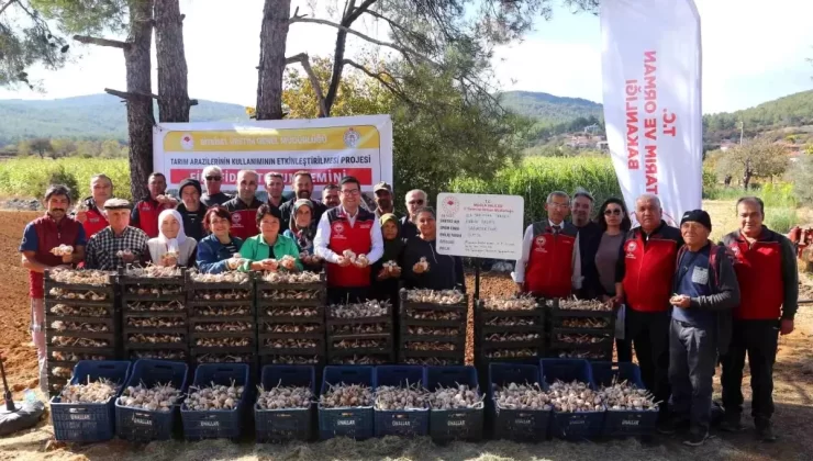 Ula Sarımsağı Projesi Devam Ediyor