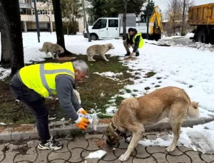 Ünye Belediyesi’nden Sokak Hayvanlarına 24 Ton Mama