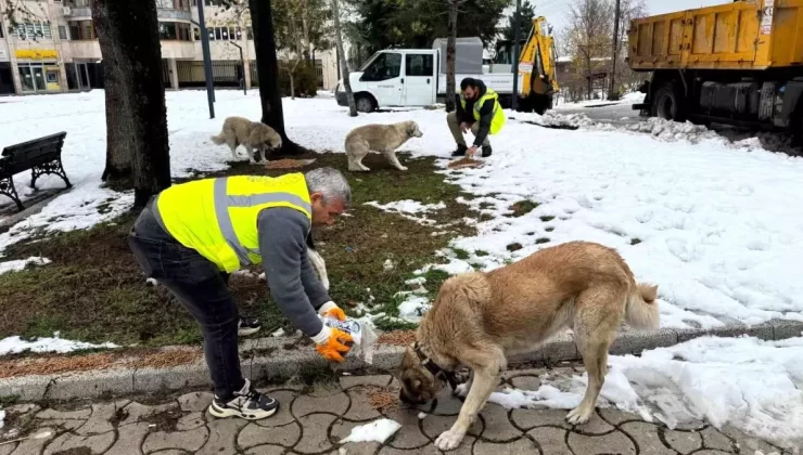 Ünye Belediyesi’nden Sokak Hayvanlarına 24 Ton Mama