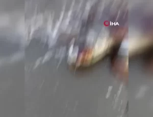 Urla’da Ölü Deniz Kaplumbağası Bulundu