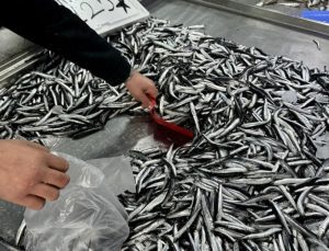 Uzmanlardan ‘küçük boydaki balıkları avlamayın’ uyarısı