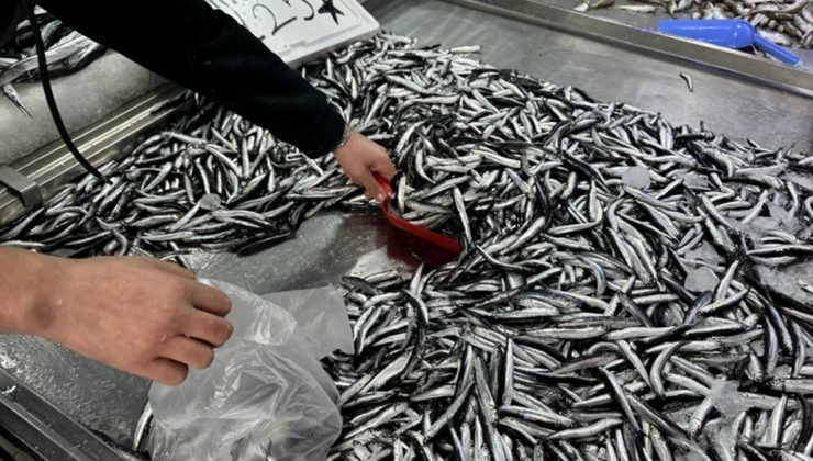 Uzmanlardan ‘küçük boydaki balıkları avlamayın’ uyarısı