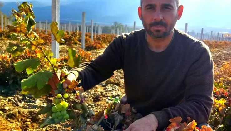 Üzüm Bağında Beklenmedik Salkım