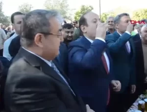 Vali Pehlivan 1300 Yaşındaki Zeytin Ağacından Hasat Yaptı