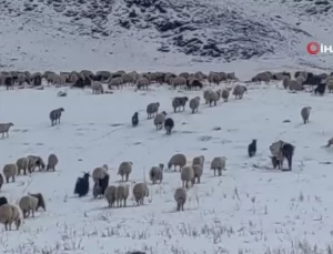 Van’da Besiciler Kışa Hazırlanıyor