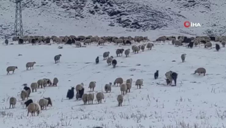 Van’da Besiciler Kışa Hazırlanıyor