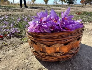 Van’da İlk Safran Üretim Denemesi