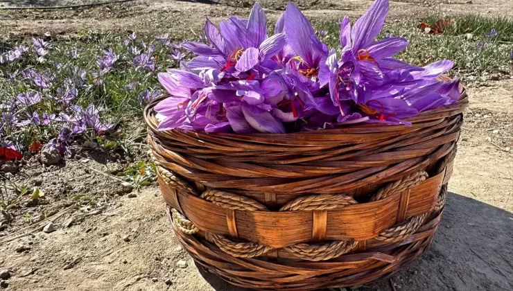 Van’da İlk Safran Üretim Denemesi