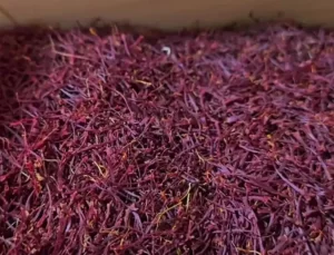 Van’da Safran Hasadı İlk Defa Yapıldı: Kilosu 600 Bin TL