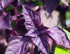 Vücudu iltihaptan arındıran kür: Organları yenileyip, kansere karşı koruyor