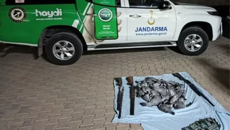 Yaban Güvercini Katliamına Cezalar Kesildi