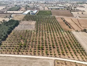 Yalçın Özoğul’un Ceviz Girişimi