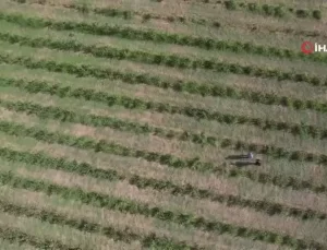 Yalova Aronyası Üreticinin Yüzünü Güldürdü