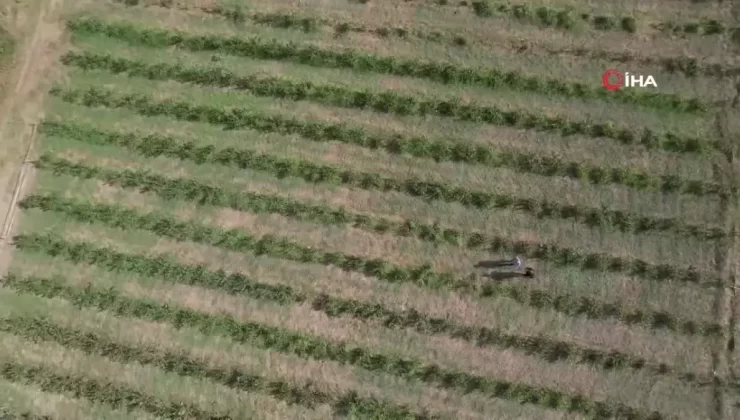 Yalova Aronyası Üreticinin Yüzünü Güldürdü