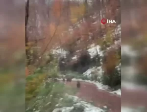 Yalova’da Boz Ayı ve Yavruları Görüntülendi