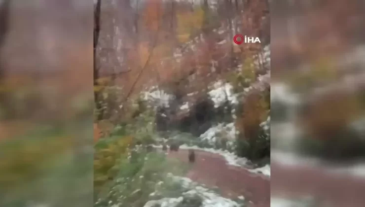 Yalova’da Boz Ayı ve Yavruları Görüntülendi