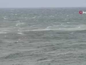 Yalova’da Lodos: Ağaçlar Devrildi