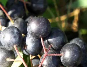 Yalova’nın Aronya Meyvesi Üreticiyi Güldürüyor