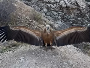 Yaralı Akbaba Sağlığına Kavuştu