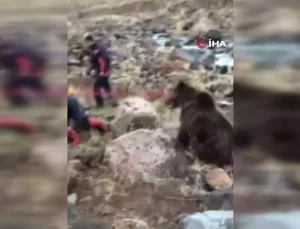 Yaralı Ayı Tedavi Altına Alındı