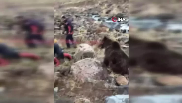 Yaralı Ayı Tedavi Altına Alındı