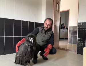 Yaralı Kara Akbaba Tedaviye Alındı