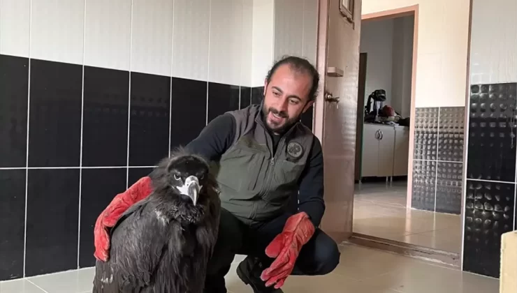 Yaralı Kara Akbaba Tedaviye Alındı