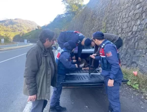 Yaralı Karaca Kurtarıldı