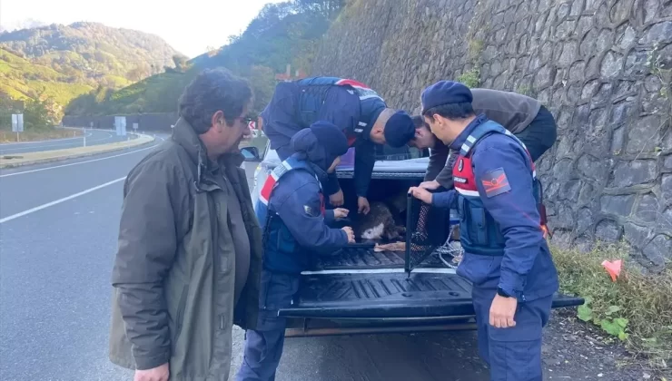 Yaralı Karaca Kurtarıldı