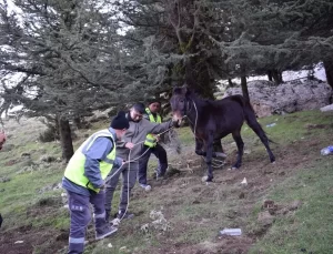 Yaralı Katır Tedavi Altına Alındı