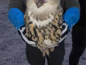 Yaralı Kuşlar Tedavi Altında