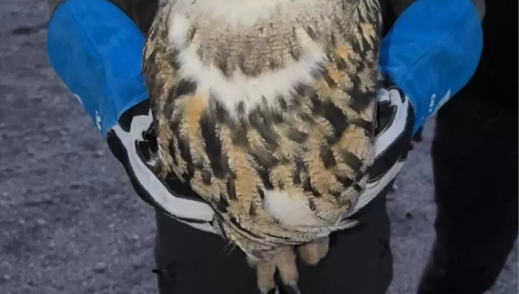 Yaralı Kuşlar Tedavi Altında