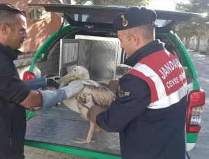 Yaralı Pelikanlar Doğaya Salındı