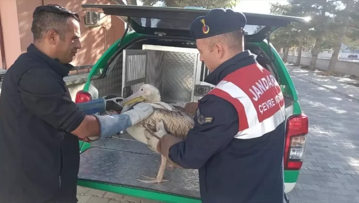 Yaralı Pelikanlar Doğaya Salındı