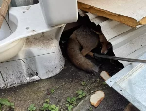 Yaralı Tilki İşçilerin İhbarıyla Kurtarıldı