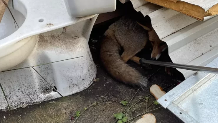 Yaralı Tilki İşçilerin İhbarıyla Kurtarıldı