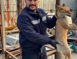 Yaralı Tilki Kurtarıldı