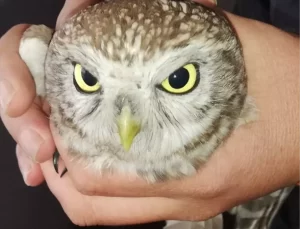 Yavru Baykuş Kurtarıldı