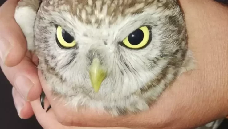 Yavru Baykuş Kurtarıldı