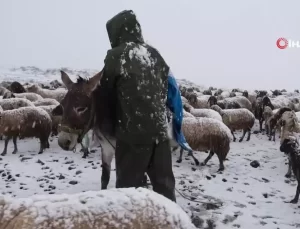 Yayladan İnen Koyunlar Kar Tipisine Yakalandı