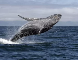 Yeni Zelanda’da Karaya Vuran Pilot Balinalar Kurtarıldı