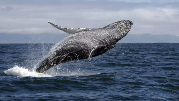 Yeni Zelanda’da Karaya Vuran Pilot Balinalar Kurtarıldı