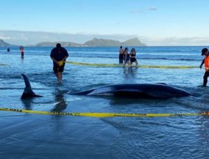 Yeni Zelanda’da kıyıya vuran 30’dan fazla balina kurtarıldı