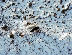 Yılkı Atları Havadan Görüntülendi