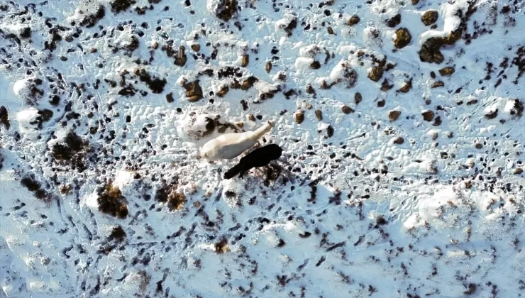 Yılkı Atları Havadan Görüntülendi