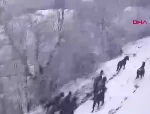 Yılkı Atları Karla Dans Etti