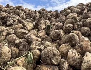 Yozgatlı Pancar Üreticileri Zorda