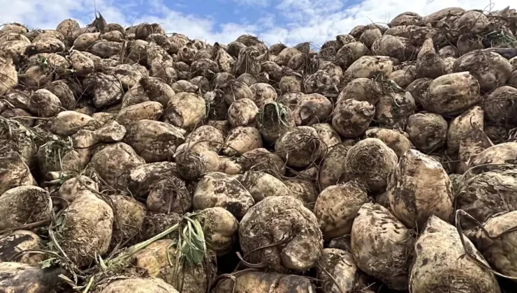 Yozgatlı Pancar Üreticileri Zorda